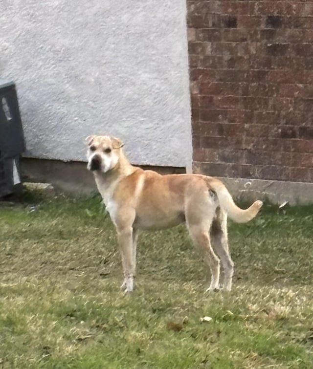 Found Dog in Dallas, Texas — Dog with no Collar (Addison)