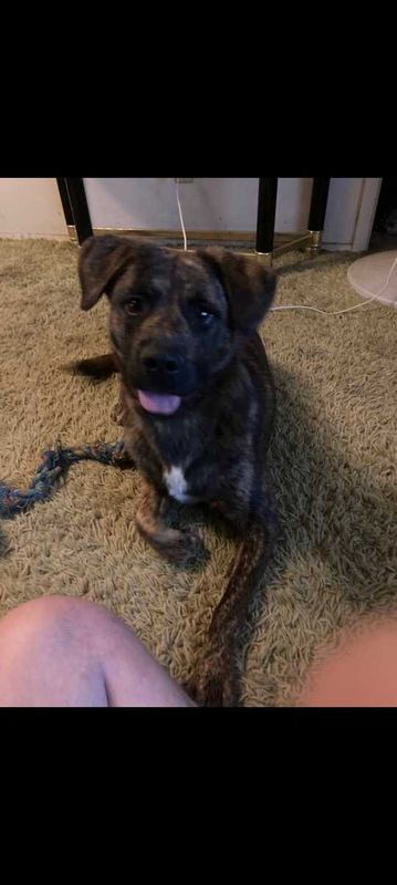 Lost Dog in Belen — listing photo