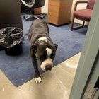 Found Dog in Fort Worth, Texas — Dogs found near Beach St.