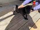 Found Dog in Wilson, North Carolina — listing photo