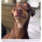 Lost Dog in Charlotte, North Carolina — listing photo