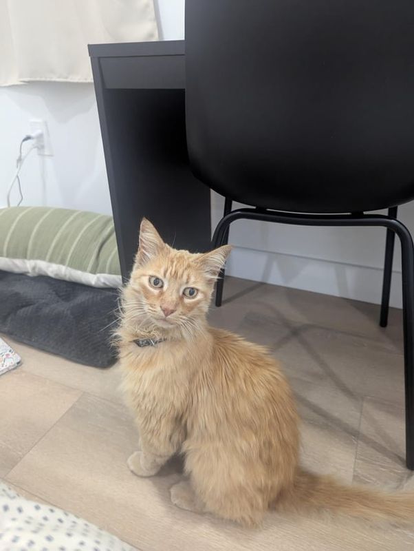 Lost Cat in Lincoln, California — listing photo
