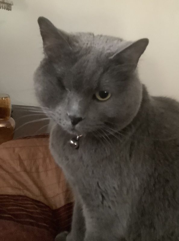 Lost Cat in Broomfield, Colorado — listing photo