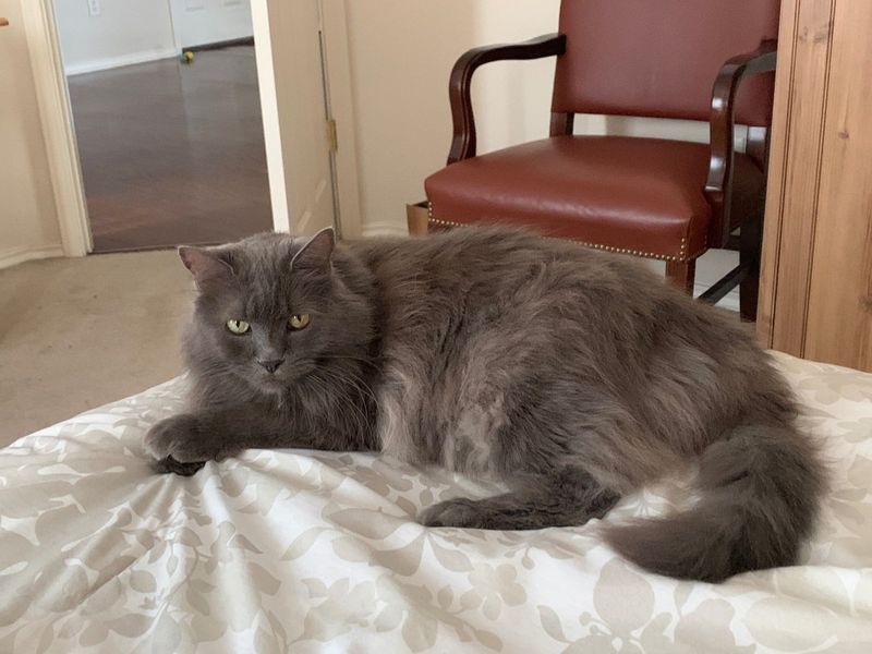 Lost Cat in TX 78056 — listing photo
