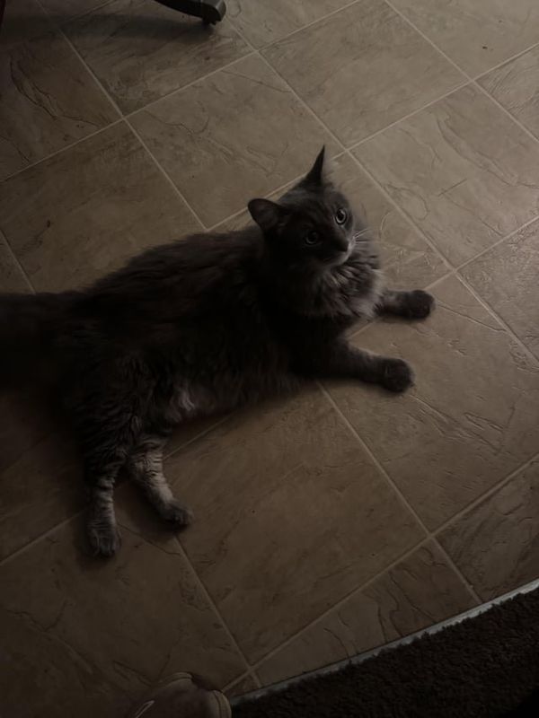 Lost Cat in San Diego, California — listing photo