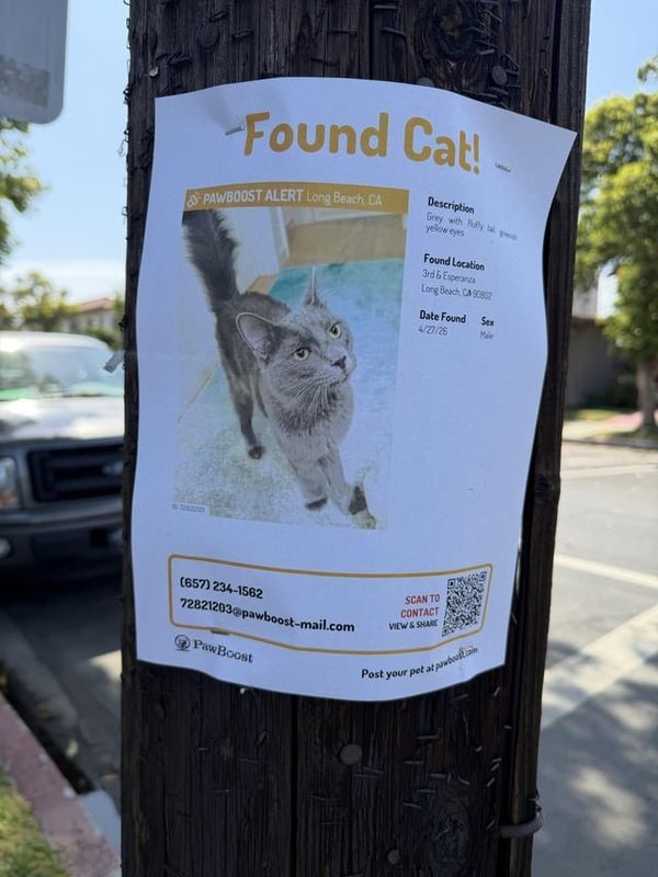 Found Cat in Long Beach, California — Saw this “found cat” poster on Gaviota and 2nd