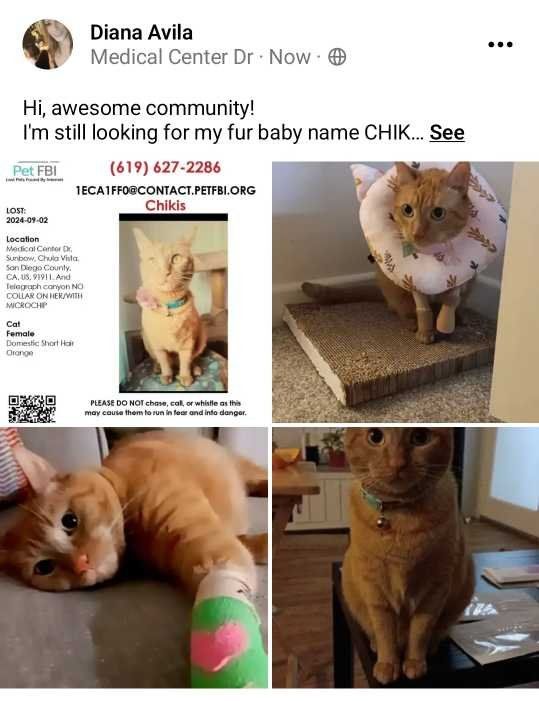 Lost Cat in Chula Vista, California — listing photo