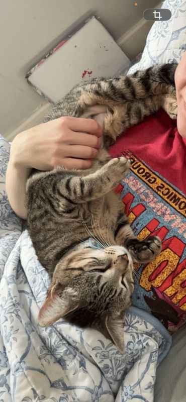 Lost Cat in Memphis, Tennessee — listing photo