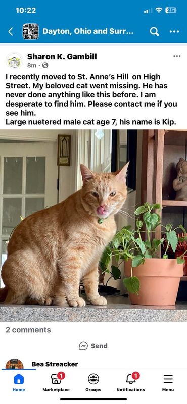 Lost Cat in Tempe, Arizona — listing photo