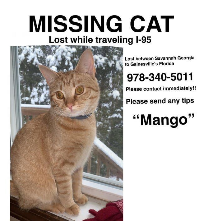 Lost Cat in Jacksonville, Florida — listing photo