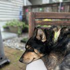 Lost Dog in Seattle, Washington — listing photo