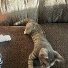 Found Cat in San Antonio, Texas — Kitten Rehoming - Urgent