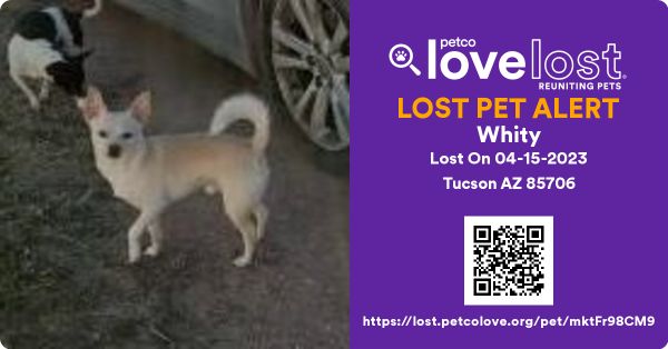 Lost Dog in Tucson, Arizona — listing photo