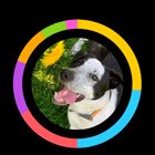 Lost Dog in Boston, Massachusetts — Do you know this dog? My own dog's long lost sibling!
