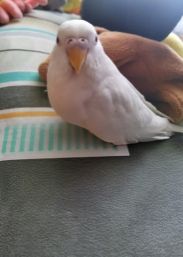 Lost Pet in Tucson, Arizona — listing photo