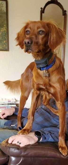 Lost Dog in Washington, District of Columbia — listing photo