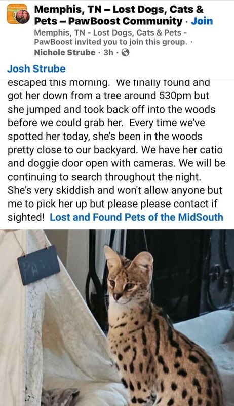 Lost Cat in Memphis, Tennessee — Serval cat lost in Cordova