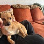 Found Dog in Colorado Springs, Colorado — listing photo