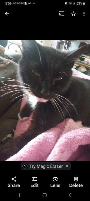 Lost Cat in South Daytona — listing photo