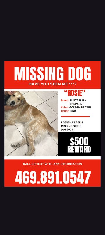 Lost Dog in Dallas, Texas — listing photo