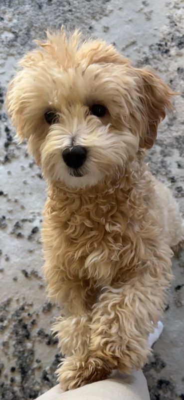Lost Dog in Henderson, Nevada — listing photo