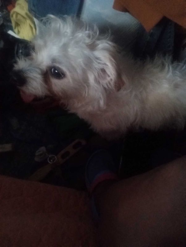 Lost Dog in Pico Rivera, California — listing photo