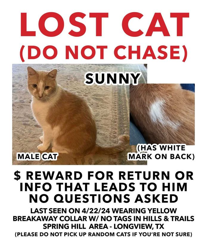 Lost Cat in Longview, Texas — listing photo