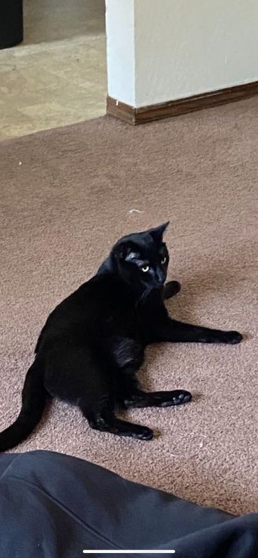Lost Cat in South Lake Tahoe — listing photo