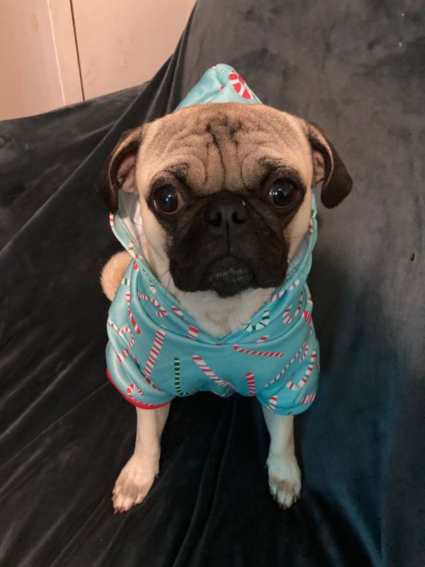 Lost Dog in Pomona, California — listing photo