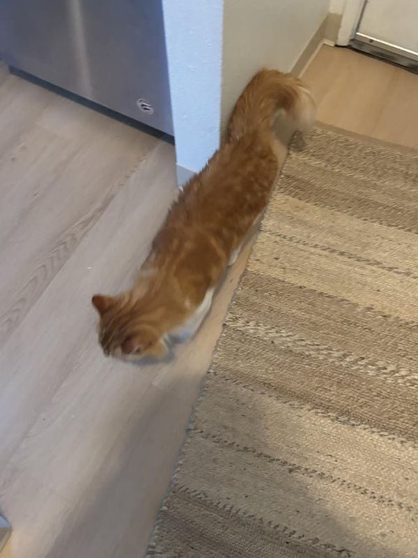 Lost Cat in Bellingham, Washington — Pspspspsps is this your cat?