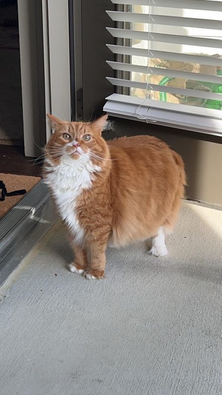 Lost Cat in Highland, California — listing photo