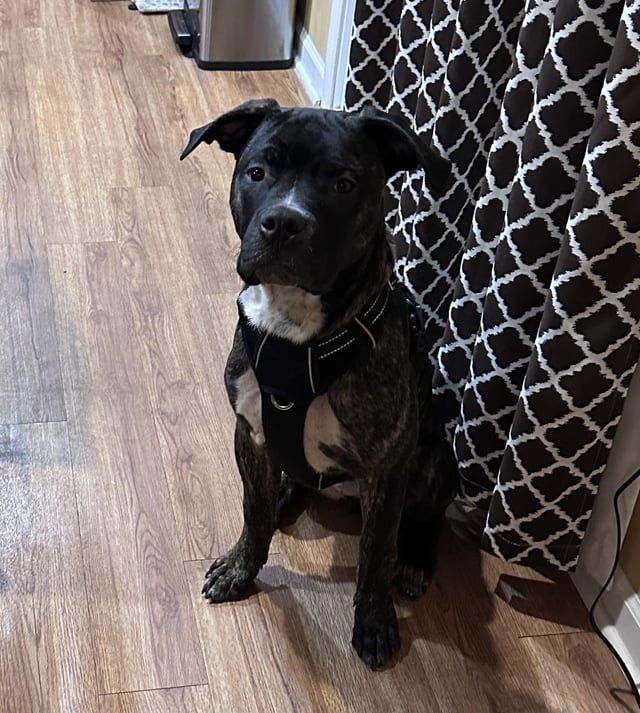 Lost Dog in Charlotte, North Carolina — listing photo