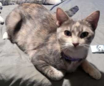 Lost Cat in Jurupa Valley, California — listing photo
