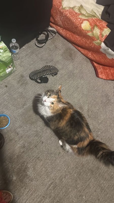 Lost Cat in Pueblo, Colorado — listing photo