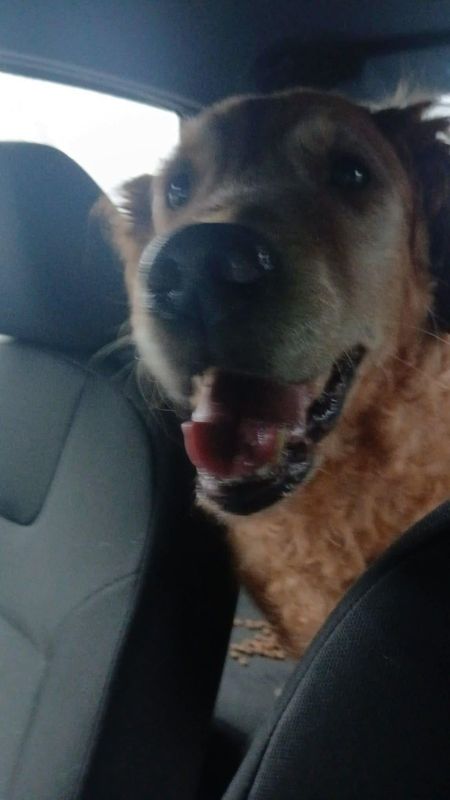 Lost Dog in Seattle, Washington — listing photo