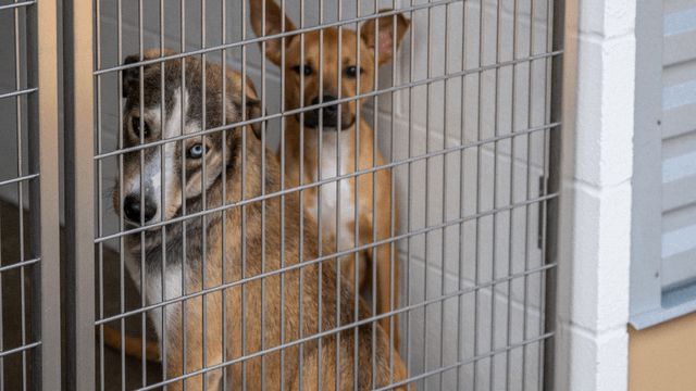 Lost Pet in El Paso, Texas — El Paso Animal Shelter faces post-holiday influx of lost pets, urges community help