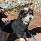 Lost Dog in Albuquerque, New Mexico — listing photo