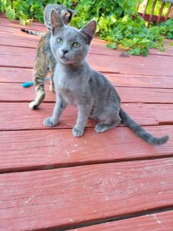 Lost Cat in Surprise, Arizona — listing photo