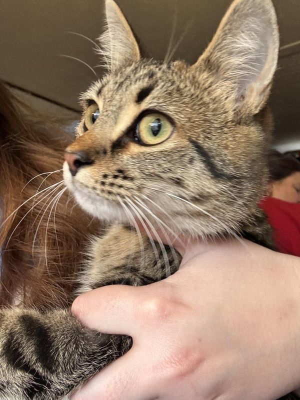 Lost Cat in Asheville, North Carolina — FOUND: MISSING? Cat was out side