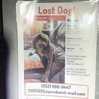Lost Dog in Memphis, Tennessee — listing photo