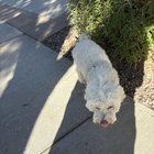 Lost Dog in Irvine, California — listing photo