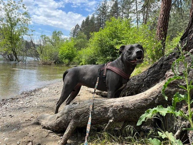 Lost Dog in Spokane, Washington — Two lost dogs Audubon/ downriver neighborhood.