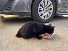 Lost Dog in San Jose, California — Injured Cat