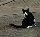 Lost Cat in K — listing photo