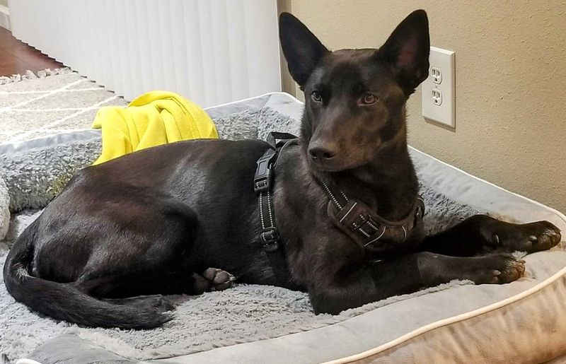Lost Dog in Hayward, California — listing photo