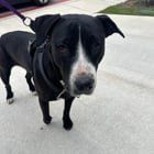 Found Dog in Austin, Texas — listing photo