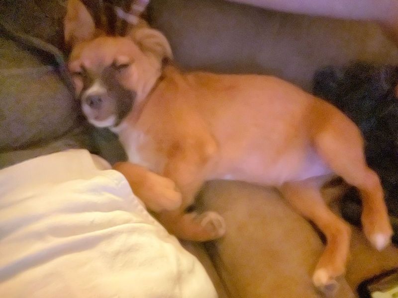 Lost Dog in oklahoma — listing photo