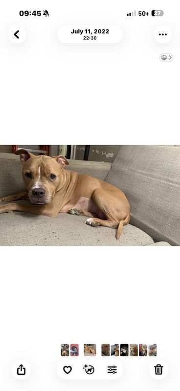 Lost Dog in Wichita, Kansas — 18th and N. Madison Area