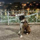 Lost Dog in Boston, Massachusetts — Update: Rodan is stronger today!