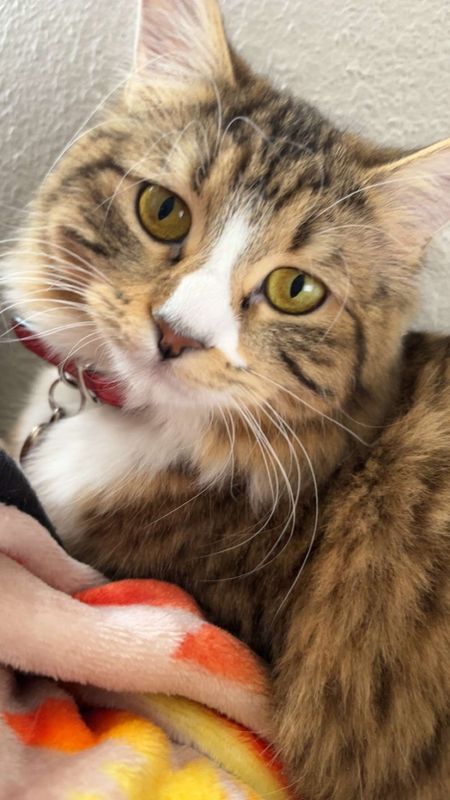 Lost Cat in Brighton — listing photo